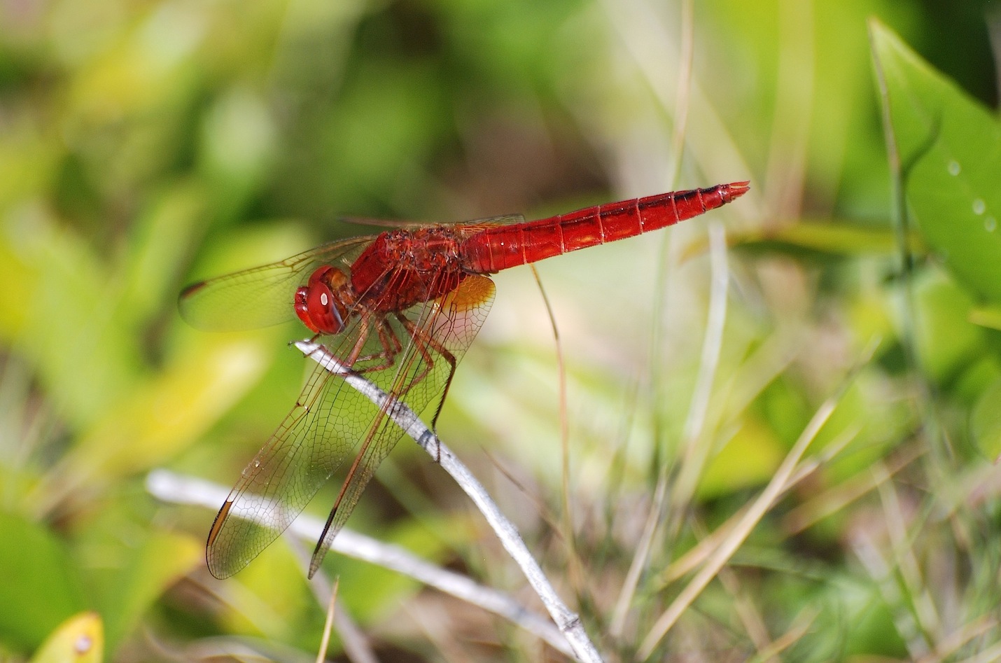 Parliamo di: Scheda Crocothemis erythraea